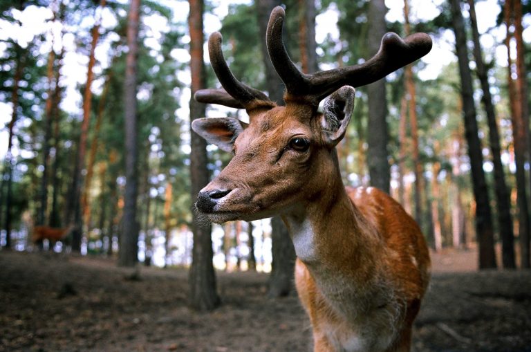 Local hunters advised to protect against Chronic Wasting Disease