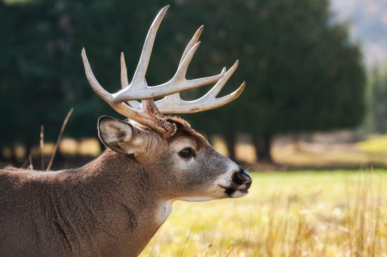 State working to combat Chronic Wasting Disease