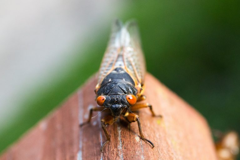 Brood X Cicadas emerging in Bucks, surrounding counties