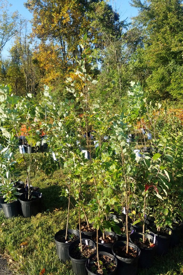 Online native tree sale