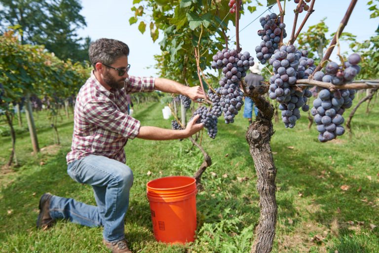 Harvest Celebration is Oct. 9-10