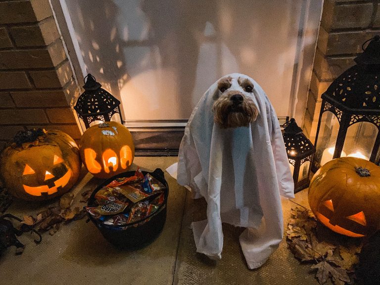 Family Service seeks ‘spooky’ pets for Halloween benefit