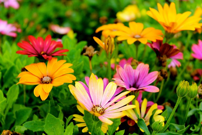 Trevose Horticultural Society garden party, plant sale