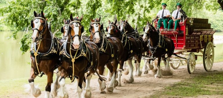 Clydesdales returning to Bristol Borough May 22