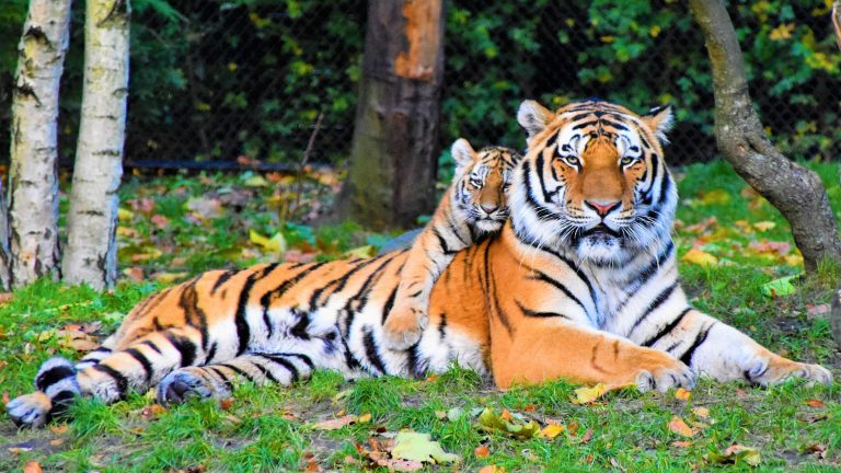 Banning big cats as pets