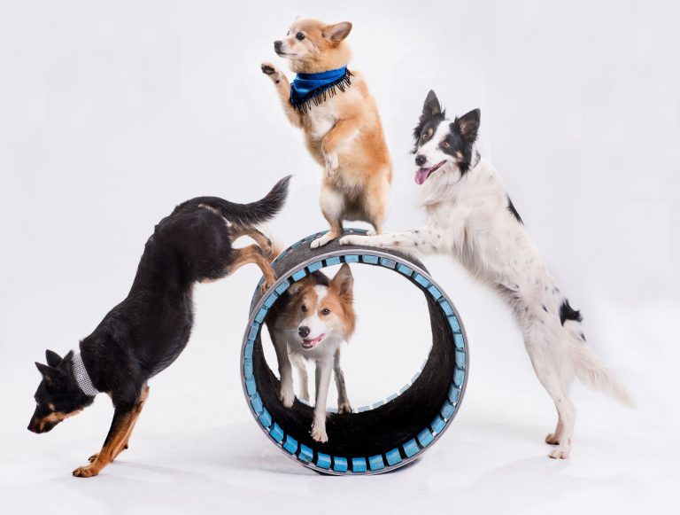 Canine cabaret variety show coming to Playhouse
