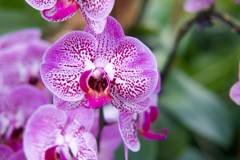 Presentation on orchids