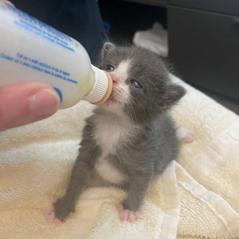 Women’s Animal Center seeks kitten foster volunteers