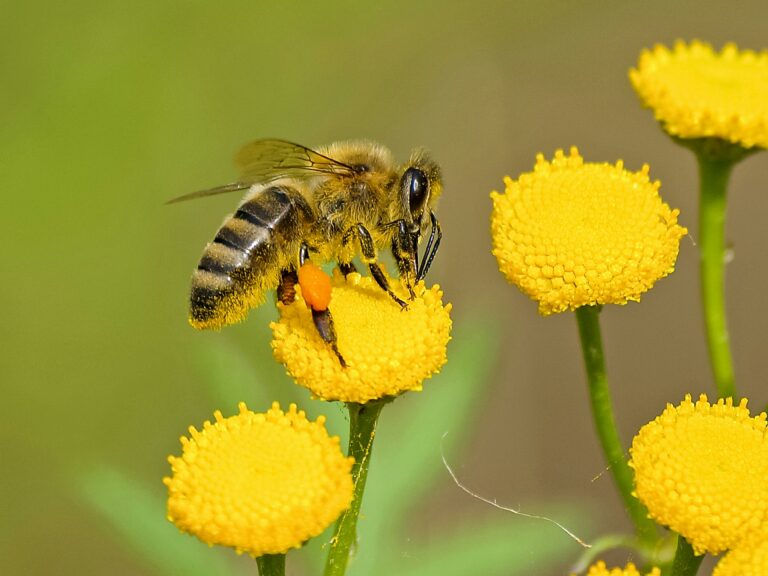 Trevose Horticultural Society hosting bee-themed Bingo