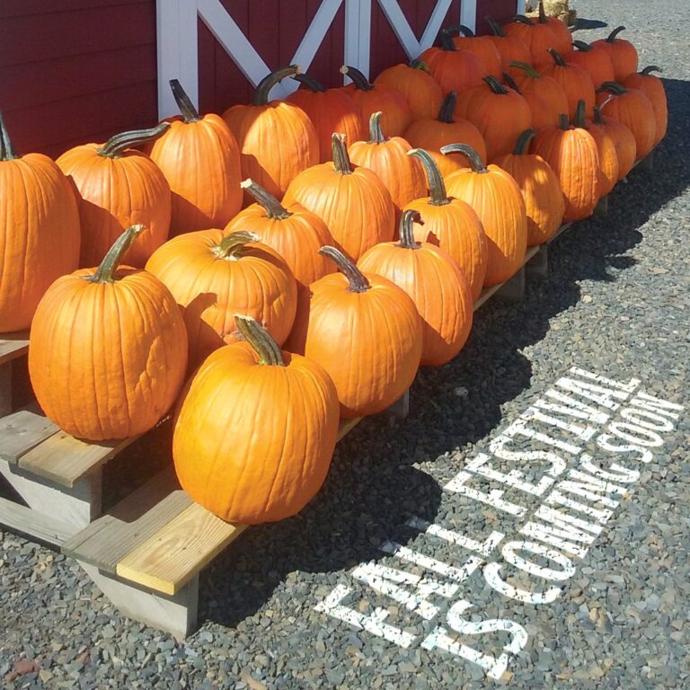 Hellerick’s Adventure Farm’s Fall Festival kicks off Sept. 12